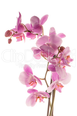 Beautiful pink orchid