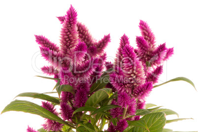 Cockscomb celosia spicata plant