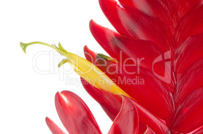 Bromelia Flower