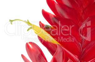 Bromelia Flower