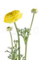 Eustoma flower