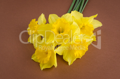 Jonquil flowers