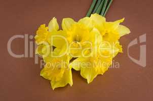 Jonquil flowers