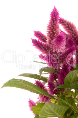 Cockscomb celosia spicata plant