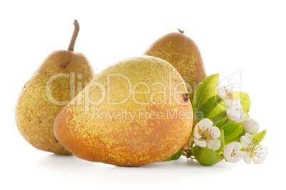 Three ripe pears