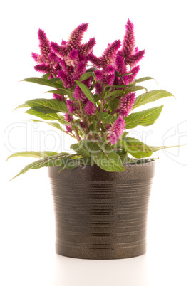 Cockscomb celosia spicata plant