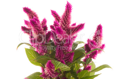 Cockscomb celosia spicata plant