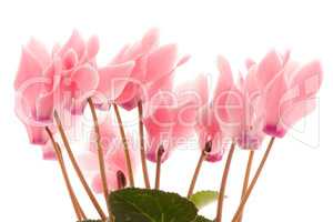 Beautiful pink Cyclamen flower