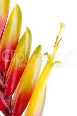 Bromelia Flower