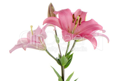 Pink lilies