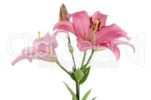 Pink lilies