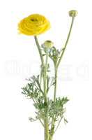 Eustoma flower