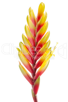 Bromelia Flower