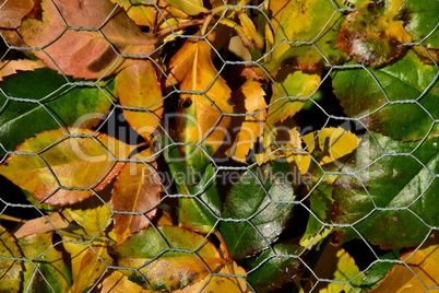 Herbstlich bunte Rosenblätter hinter Gitter