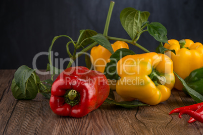 Colored bell peppers