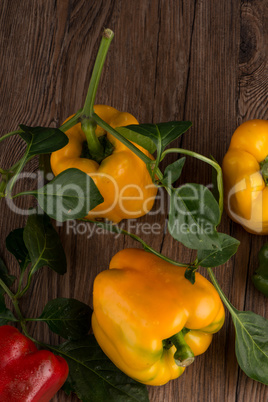 Colored bell peppers