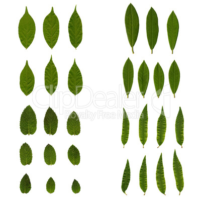 Set of green leaves