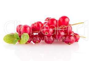 Red Currant