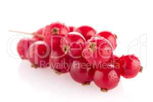 Red Currant