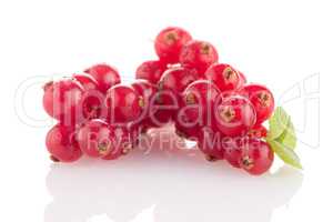 Red Currant