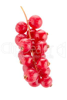 Red Currant