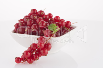 Red Currants