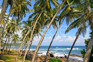 Coconut palms on the ocean shore