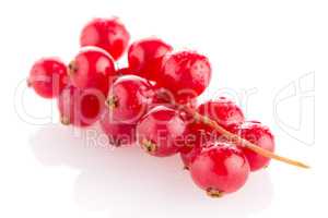 Red Currant