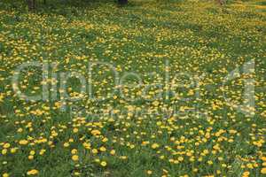 Dandelion at Spring