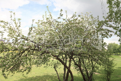 Apple Flower at Spring