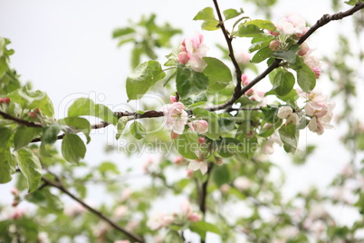 Apple Flower at Spring