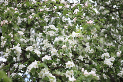 Apple Flower at Spring