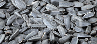 many of sunflower seeds background