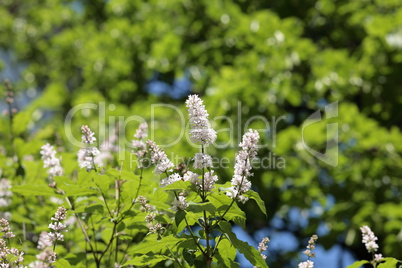 Lilac at Spring