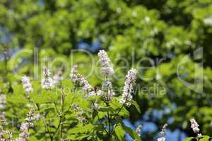 Lilac at Spring