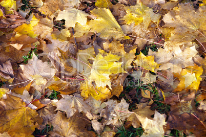 yellow maple carpet at autumn