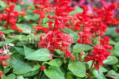red little flowers