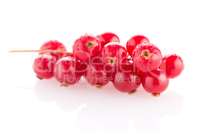 Red Currant