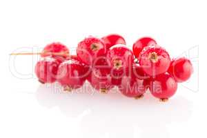 Red Currant