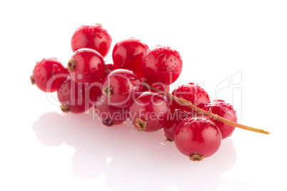 Red Currant