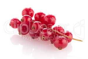 Red Currant