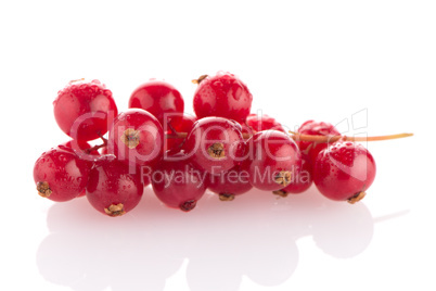 Red Currants