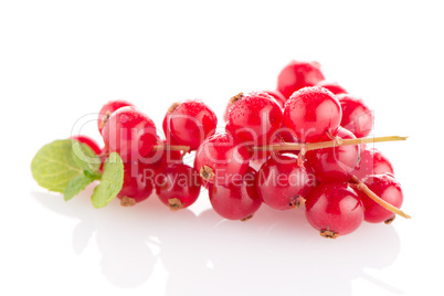 Red Currants