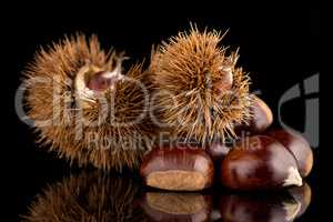 Chestnuts on a black reflective background