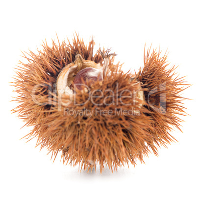 Chestnuts with shell