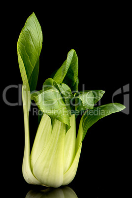 Pak choi on black