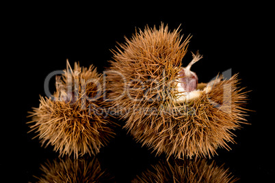 Chestnuts on a black reflective background