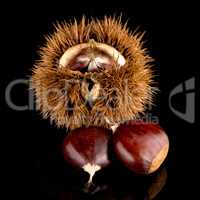 Chestnuts on a black reflective background