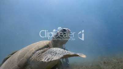 Underwater videographer, removing grazing green turtles in the Red sea near Egypt