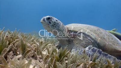 Underwater videographer, removing grazing green turtles in the Red sea near Egypt